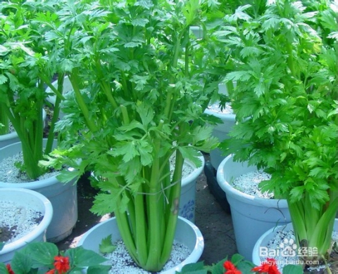 废桶阳台种植蔬菜专用盆(图1)