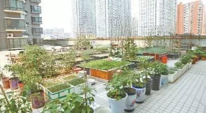 小阳台怎么做个小花园这8个阳台花园装修实景图片给你灵感(图1)